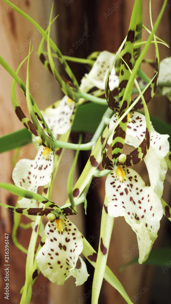 Obraz premium Spinnenorchidee Brassia 