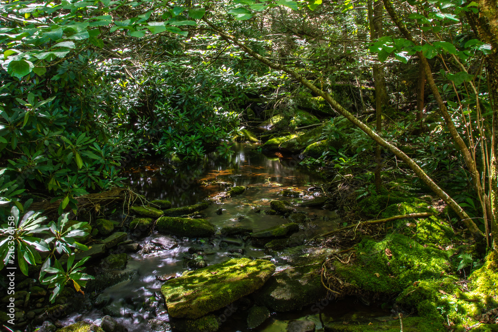 Along the trail to Mullet Falls in the Neversink Riveer Gorge!