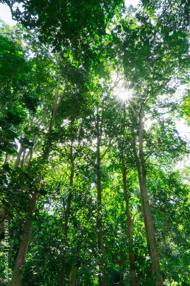 Fototapeta premium A scenic forest of fresh green trees with the sun casting its rays of light through the foliage