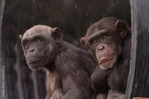 Canvas Print Chimps sheltering from rain