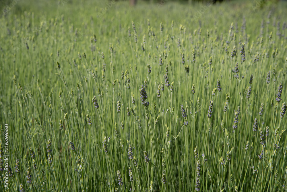 Obraz premium Fresh green blooming field of lavender herbal plants.