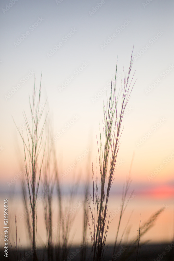 beach grass at sunset