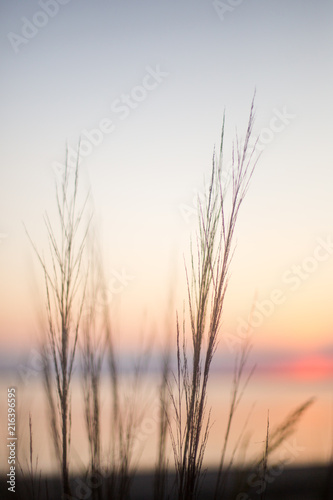 beach grass at sunset © Kathleen