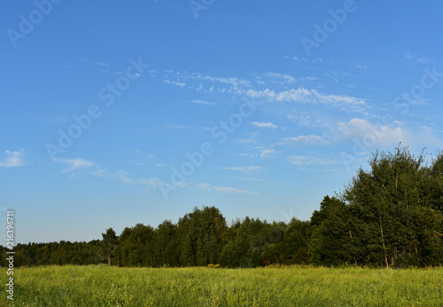 Landscape field and forest against the sky