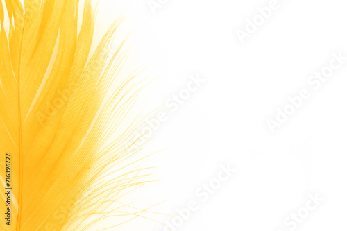 feather yellow texture pattern abstract soft background