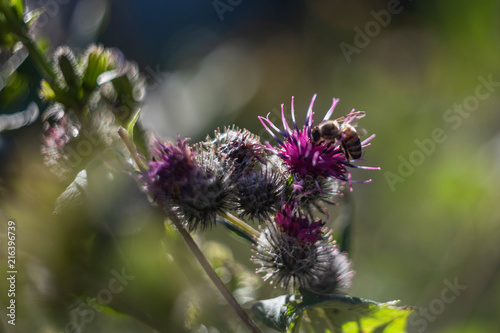 burdock flowers with blurred background