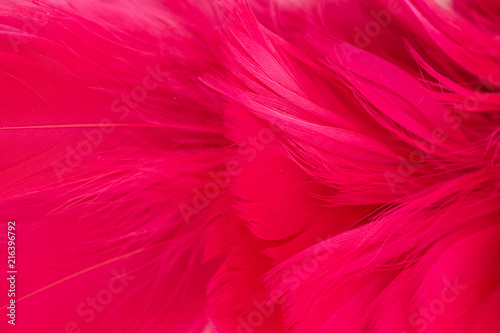 feather red texture pattern abstract soft background