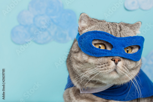 superhero cat © Anton