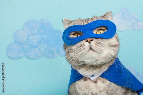Scottish cat superhero © Anton