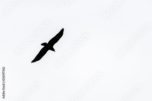 Silhouette of a raven bird in the sky