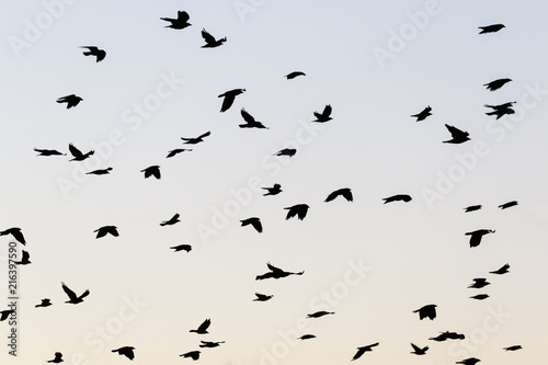 Flock of Jackdaws flying in the sky