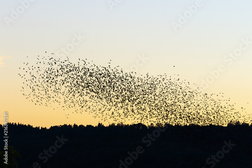 Sunset with a large flock of Jackdaws flying