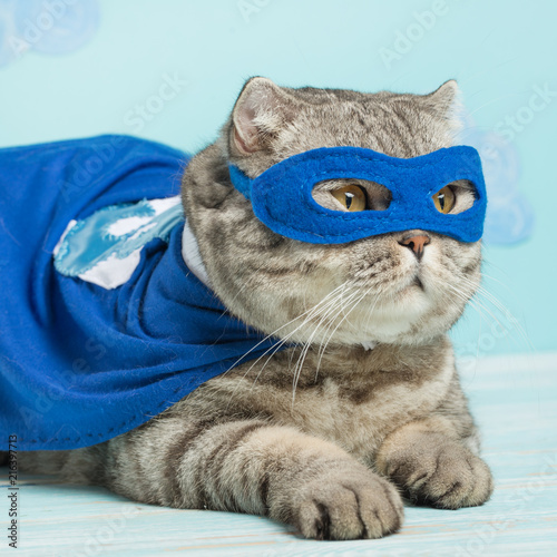 superhero cat, in a blue raincoat © Anton