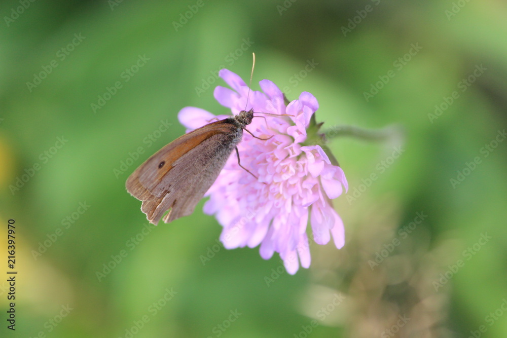 Close up on a butterfly