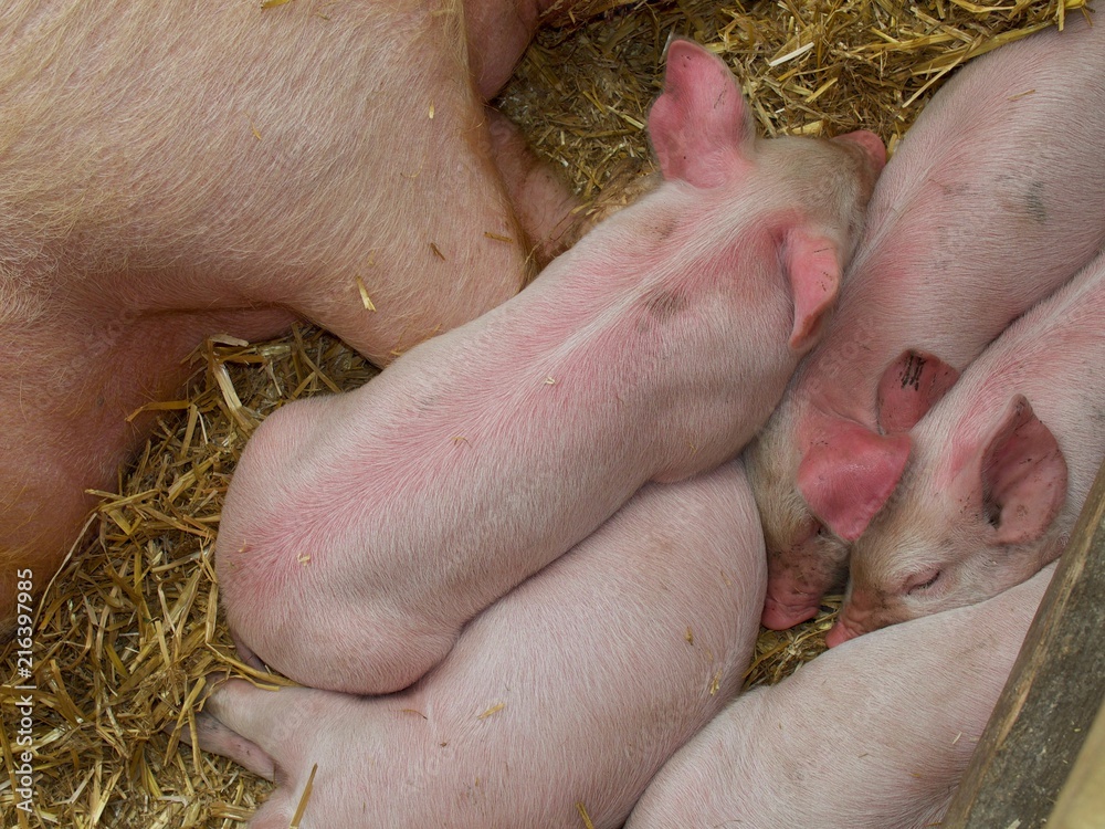 Piglets Piglets