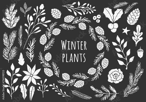 Set of vintage winter plants. Isolated hand drawn elements. Creative floral drawings.