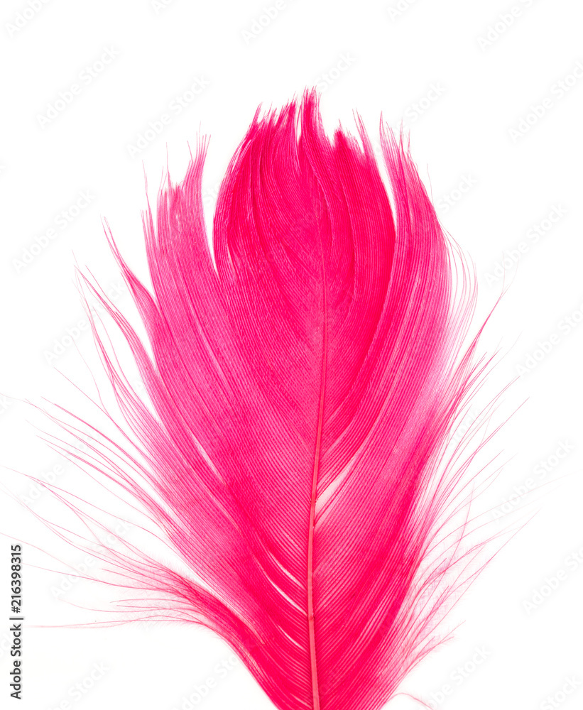 Obraz premium feather red texture pattern abstract soft background