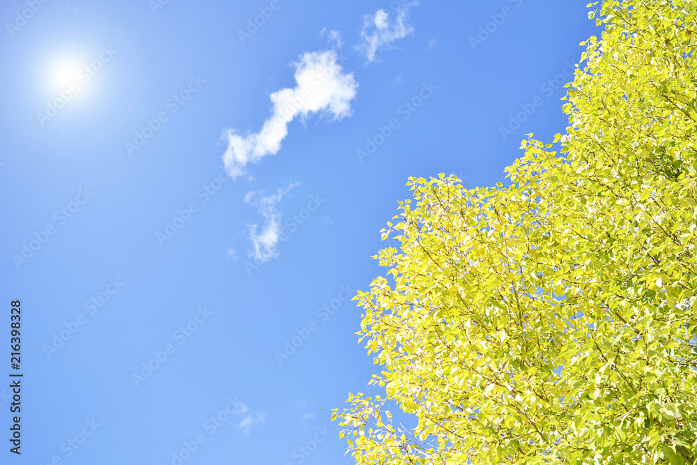 sky, nature, spring, blue, tree, 天空，纯净