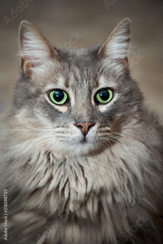 Retrato Gato gris