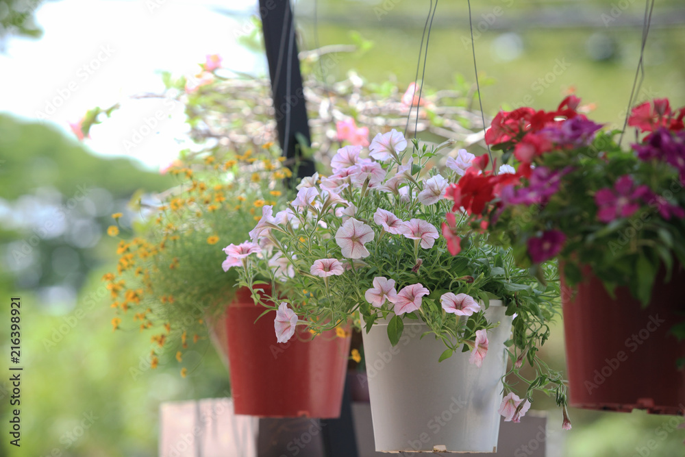 Obraz premium Hanging flower garden,Flowers in a hanging pot