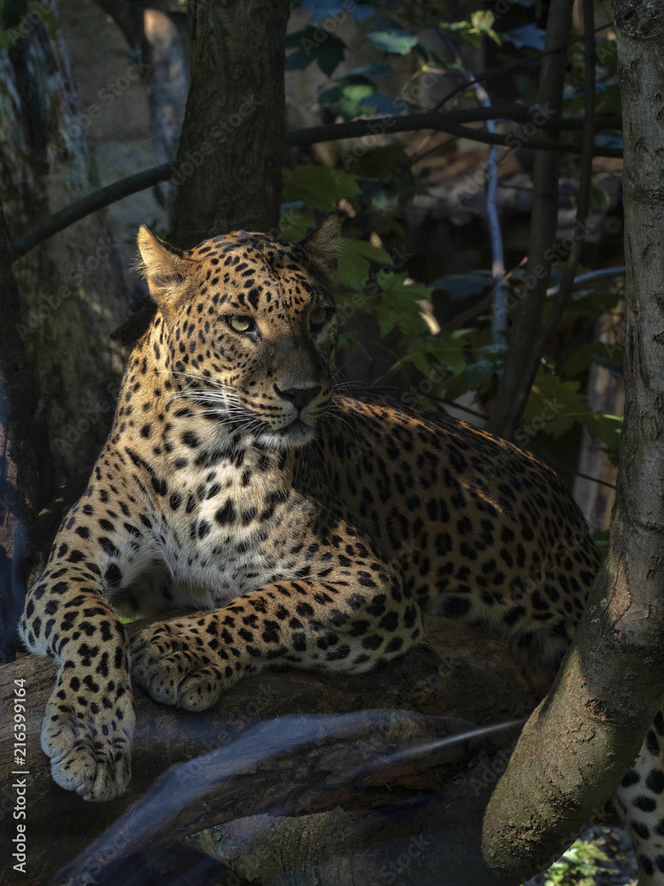 Sri Lanka Leopard, Panthera pardus kotiya, resting on tree trunk Sri Lanka Leopard, Panthera pardus kotiya, resting on tree trunk
