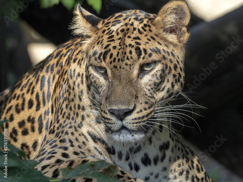 Portrait of female Sri Lanka Leopard  Panthera pardus kotiya
