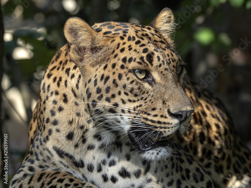 Portrait of female Sri Lanka Leopard, Panthera pardus kotiya photo