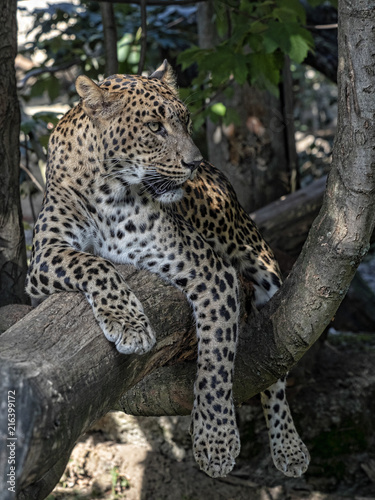 Sri Lanka Leopard  Panthera pardus kotiya  resting on tree trunk