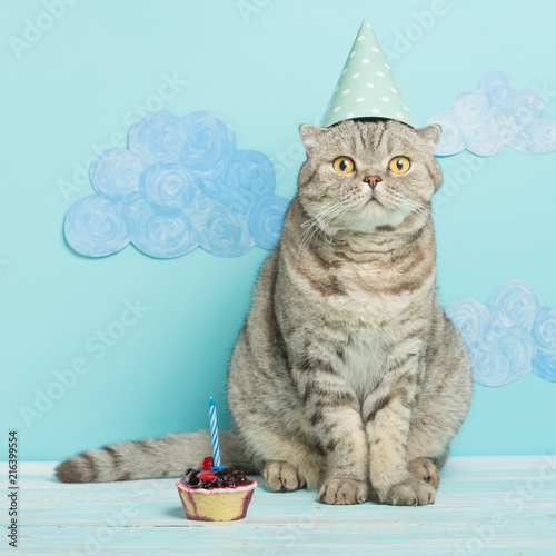 birthday cat, congratulations on the holiday © Anton