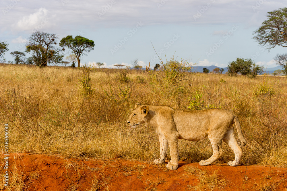 Fototapeta Lwy w Kenii, w Afryce