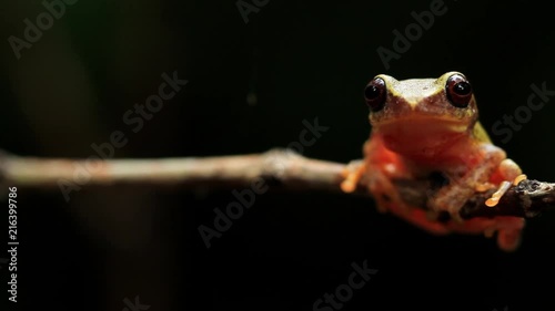A bush frog from the genus Raorchestes in Western Ghats of India sees the camera and jumps on the lens. photo
