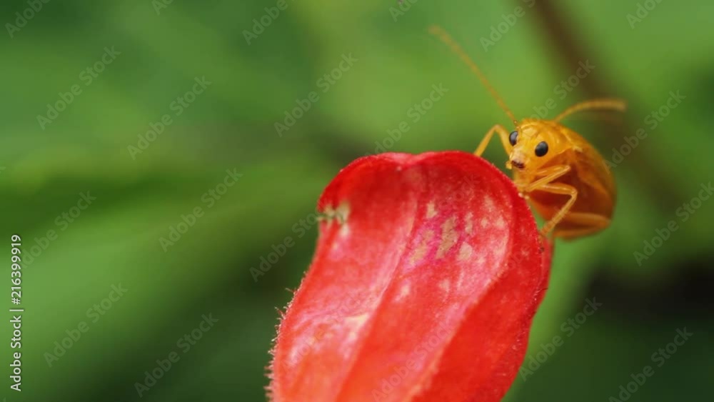A bug sitting on a red flower in Western Ghats of India and moving its antenna continuously.