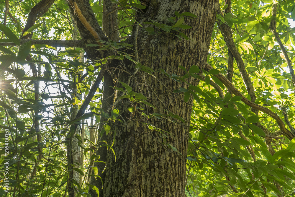 Fototapeta premium old and ancient chestnut forest in the province of Zamora, Spain. Trees over 500 years