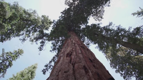 Rotating shot looking straight up a Giant Redwood Sequoia tree in the California Sierra Nevadas near Yosemite National Park.