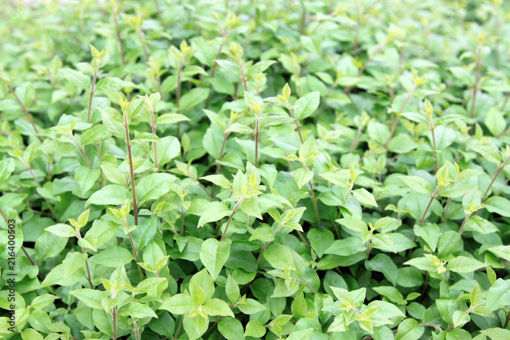 Obraz premium wild plants in a park, south China