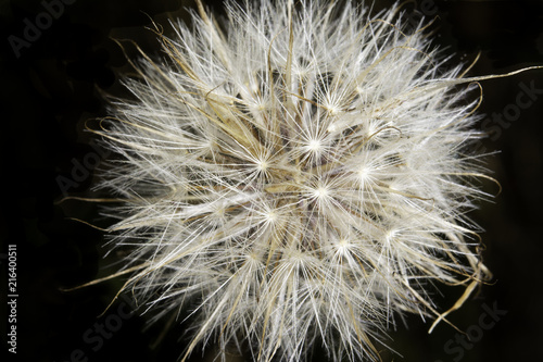 Dandelion seed head on a black background