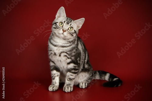 Fototapeta Naklejka Na Ścianę i Meble -  American Shorthair cat
