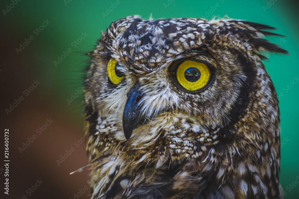 Fototapeta premium beautiful owl with intense eyes and beautiful plumage