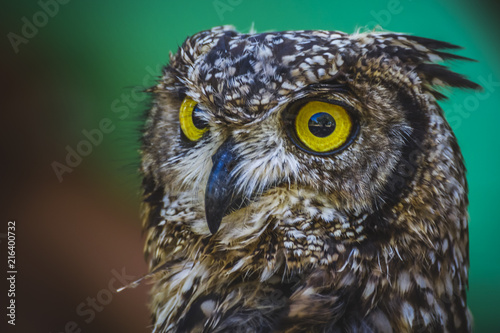 beautiful owl with intense eyes and beautiful plumage