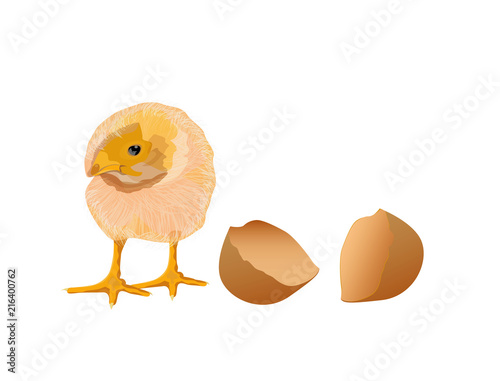 New born chick vector design