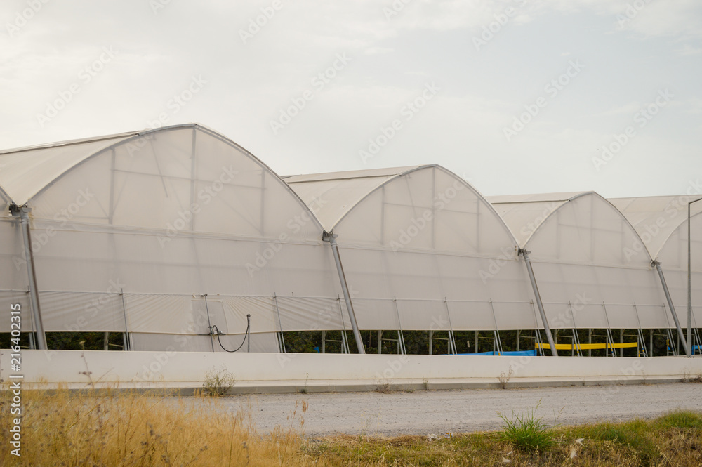 A row of plastic covered bow house tents for raspberry production