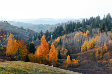 Amazing scene on autumn mountains. Yellow and orange trees in fantastic morning sunlight. Carpathians, Europe. Landscape photography