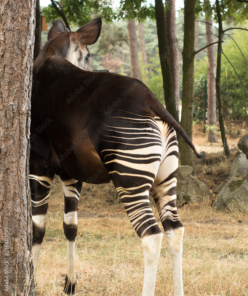 okapi strange looking african animal with stripes on its body Stock Photo |  Adobe Stock