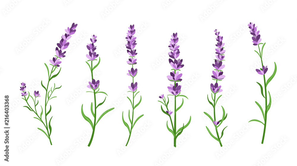 Vector illustration set of lavender flowers elements. Botanical  illustrations of lavender branches in design element for decorating,  greeting cards, postcards. Flat cartoon design. Stock Vector | Adobe Stock