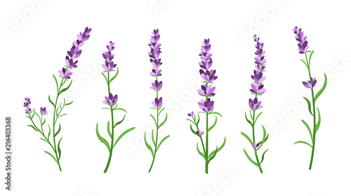 Vector illustration set of lavender flowers elements. Botanical illustrations of lavender branches in design element for decorating, greeting cards, postcards. Flat cartoon design.