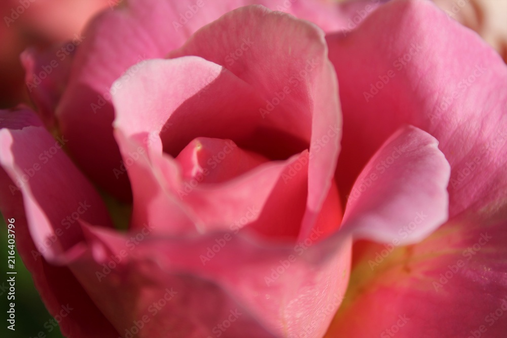 Close up of beautiful pink rose petals