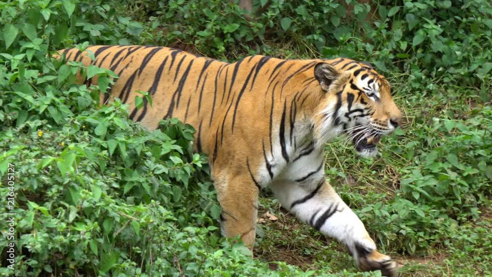Tiger walking inside the jungle is looking scary in zoo Tiger walking inside the jungle is looking scary in zoo