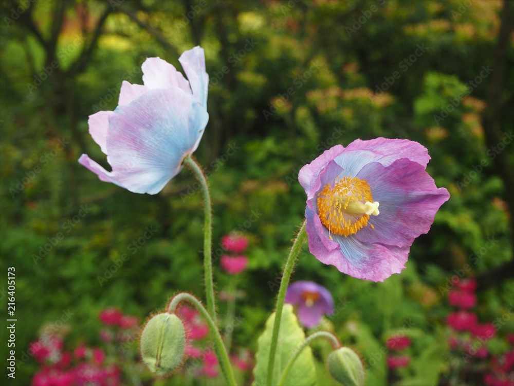 Delicate pink poppies and a bud in a garden