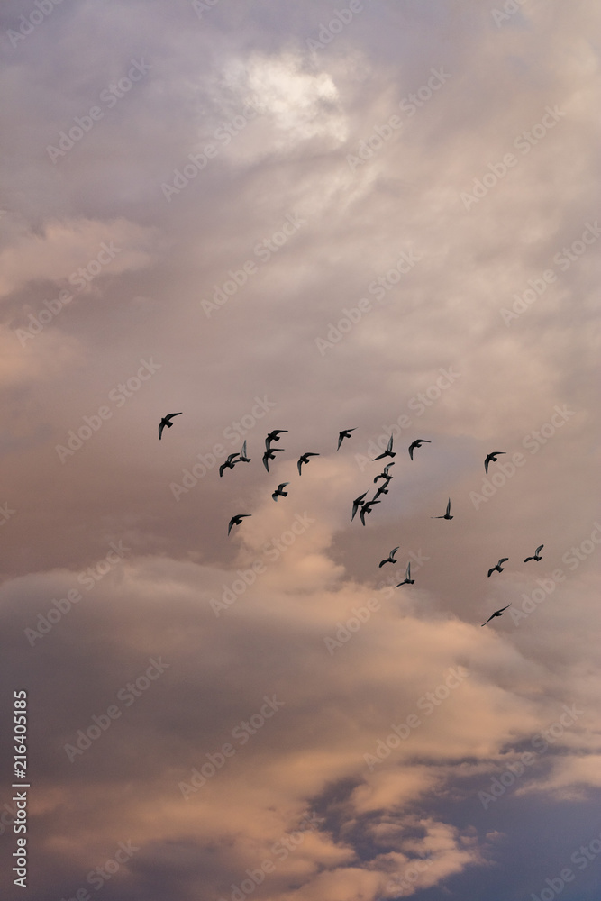 birds flying into colorful sunset sky 
