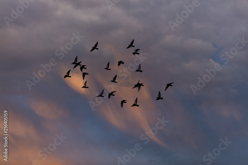 birds flying into sunset sky 